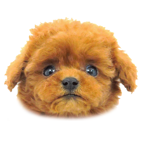 パンちゃんブログ